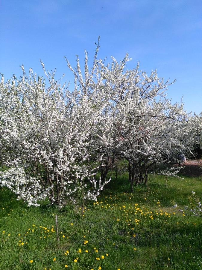 Le Repaire Des Hirondelles - Le Colombage Villa Scharrachbergheim-Irmstett Dış mekan fotoğraf